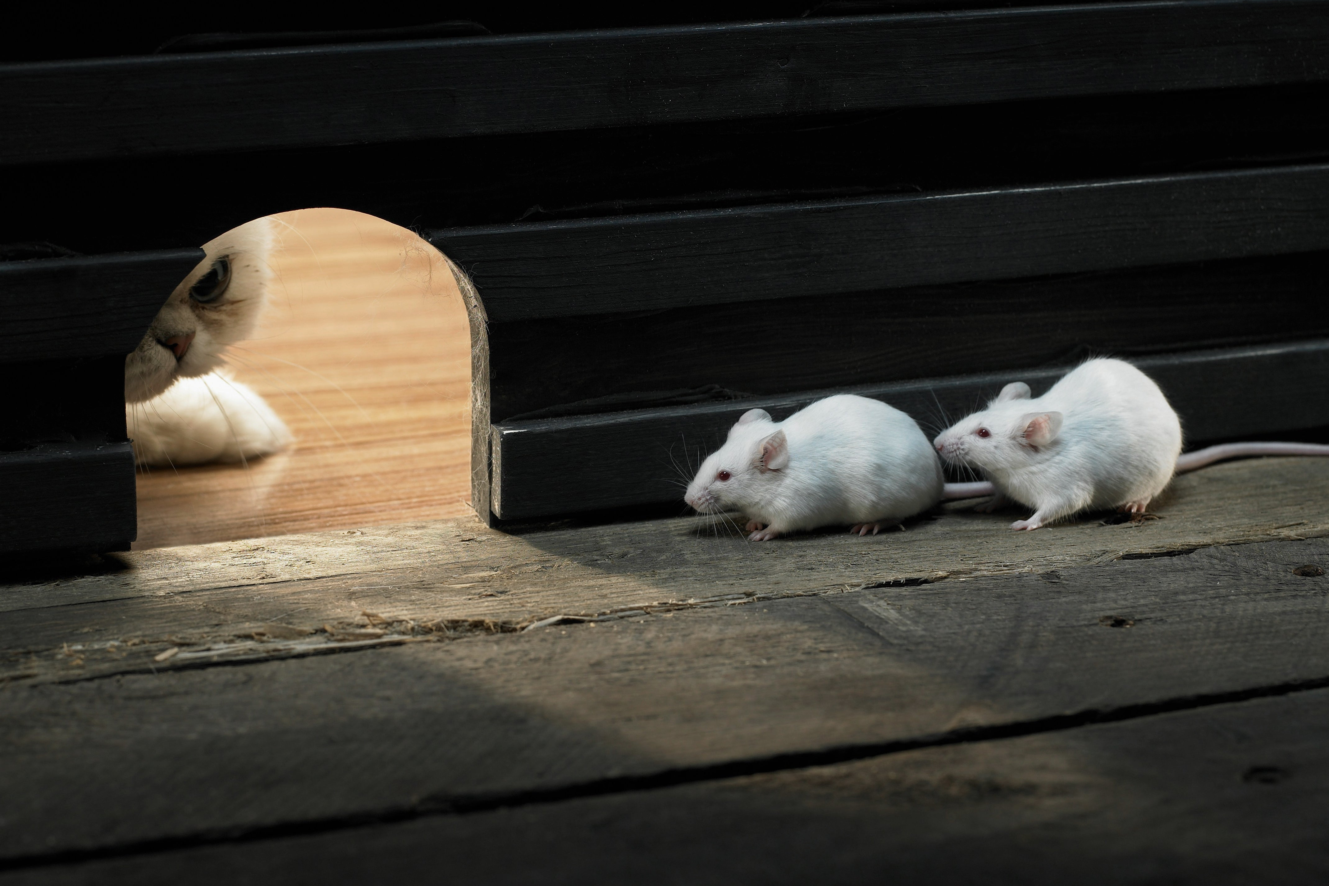 Entrenamiento contra el estrés: Regula tu estrés laboral con el método SPARK